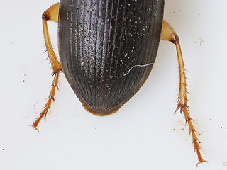 Harpalus griseus