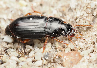 Harpalus latus