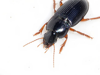 Harpalus latus
