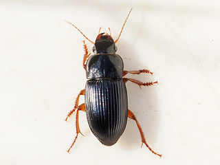 Harpalus latus