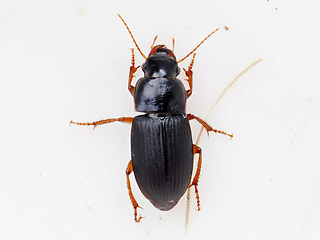 Harpalus latus