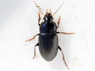 Harpalus melancholicus