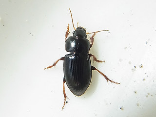 Harpalus pumilus