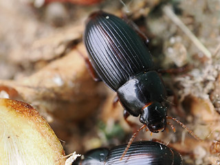 Harpalus pumilus