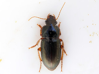 Harpalus rubripes