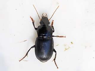 Harpalus rufipalpis