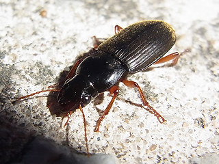 Harpalus rufipes