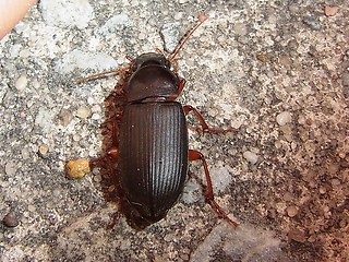 Harpalus rufipes