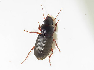 Harpalus rufipes