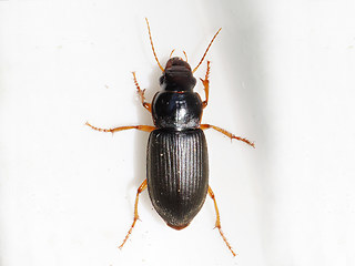 Harpalus rufipes