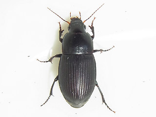 Harpalus serripes