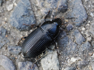 Harpalus serripes