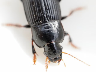 Harpalus tardus