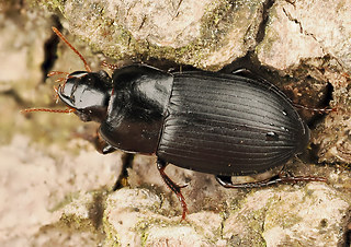 Harpalus tardus
