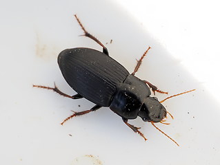 Harpalus tardus