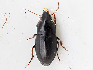 Harpalus tardus