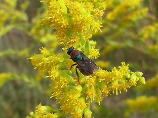 Hedychrum nobile