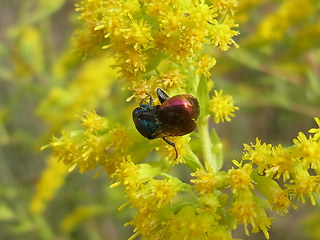 Hedychrum nobile