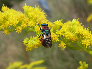 Hedychrum nobile