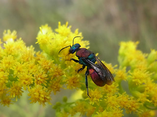 Hedychrum nobile