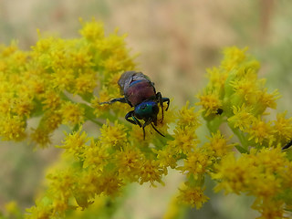 Hedychrum nobile