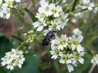 Hedychrum rutilans