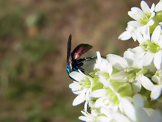 Hedychrum rutilans