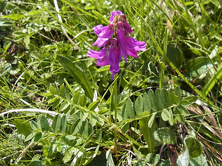 Hedysarum hedysaroides