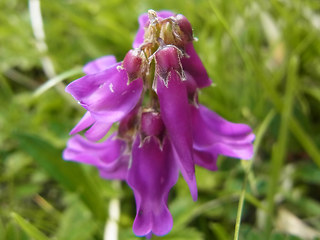 Hedysarum hedysaroides
