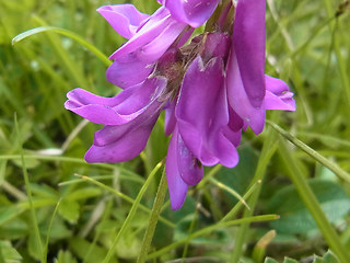 Hedysarum hedysaroides