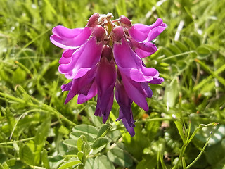 Hedysarum hedysaroides