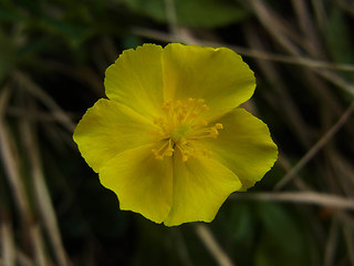 Helianthemum alpestre