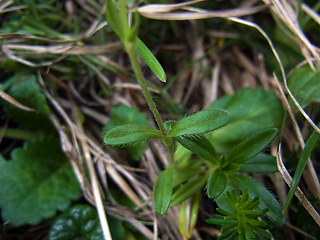 Helianthemum alpestre