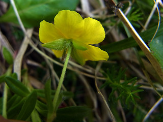 Helianthemum alpestre