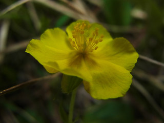 Helianthemum alpestre