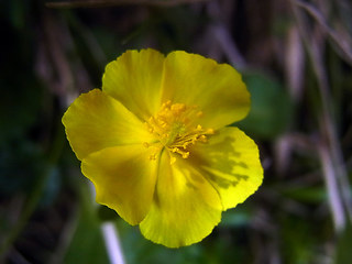 Helianthemum alpestre