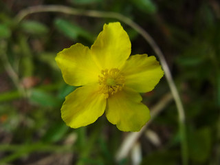 Helianthemum alpestre