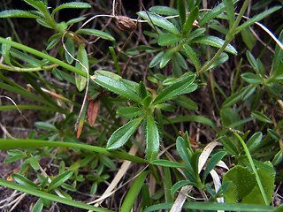 Helianthemum alpestre