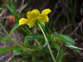 Helianthemum alpestre