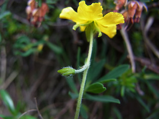 Helianthemum alpestre