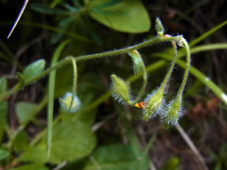 Helianthemum alpestre