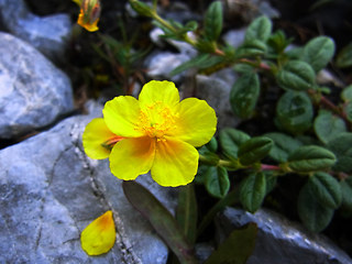 Helianthemum nummularium