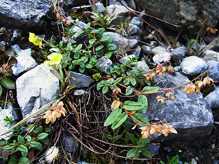 Helianthemum nummularium