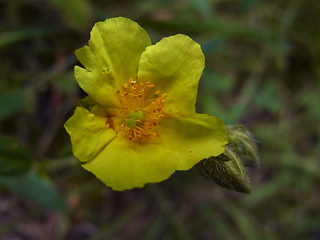 Helianthemum nummularium