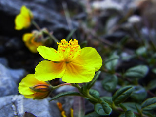 Helianthemum nummularium