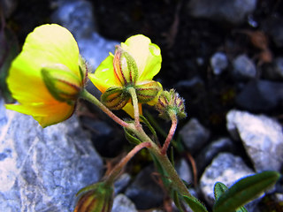 Helianthemum nummularium