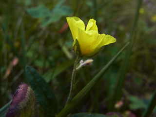 Helianthemum nummularium