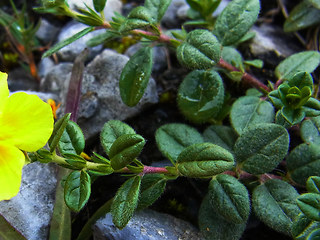 Helianthemum nummularium