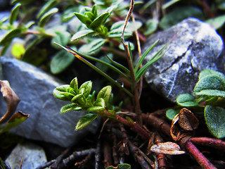 Helianthemum nummularium