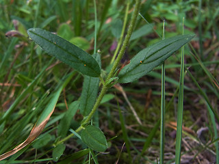 Helianthemum nummularium